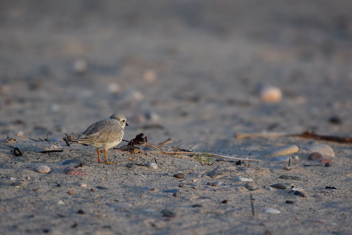 Piping Plover - ML185082421