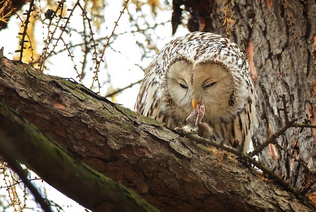 Bird feeding on small mammal. - Ural Owl - 