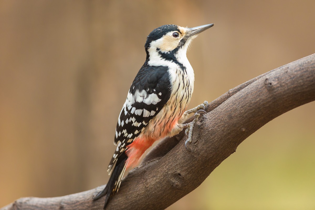 White-backed Woodpecker - ML185082691