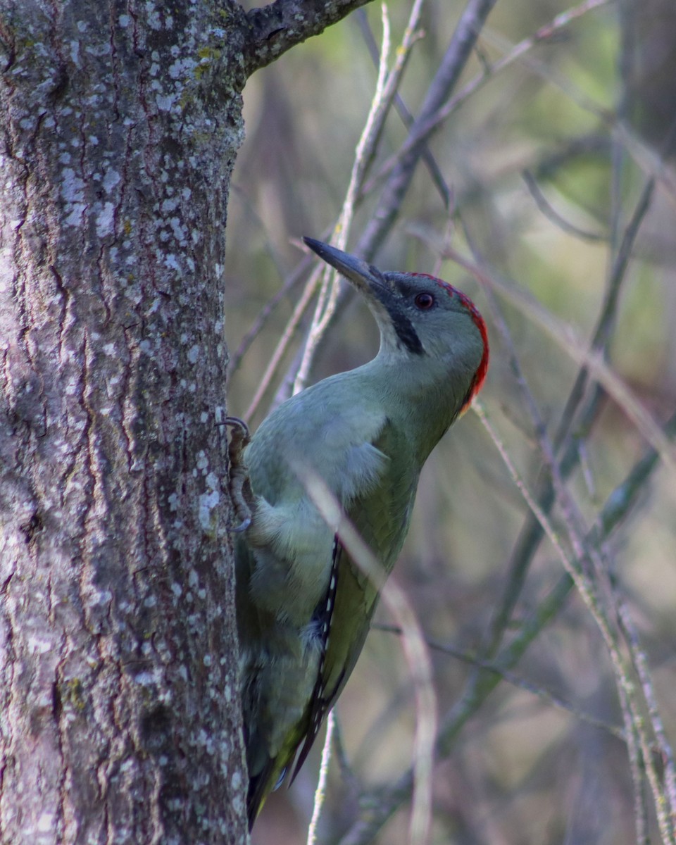 Iberian Green Woodpecker - Joaquín Salinas