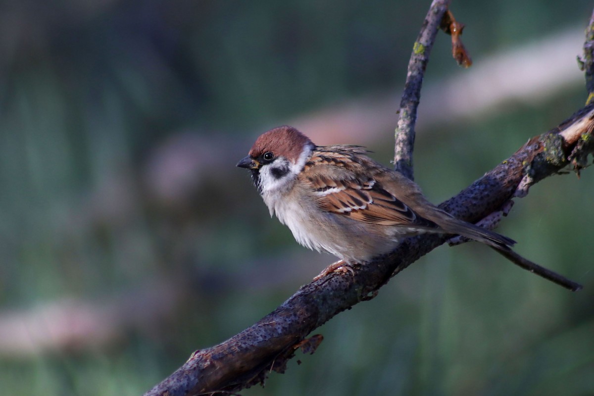 Eurasian Tree Sparrow - ML185088231