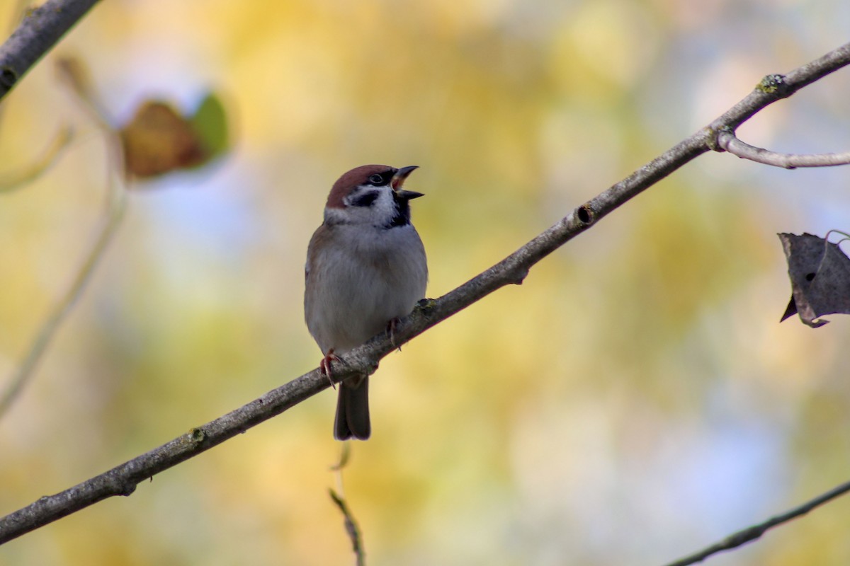 Eurasian Tree Sparrow - ML185088241