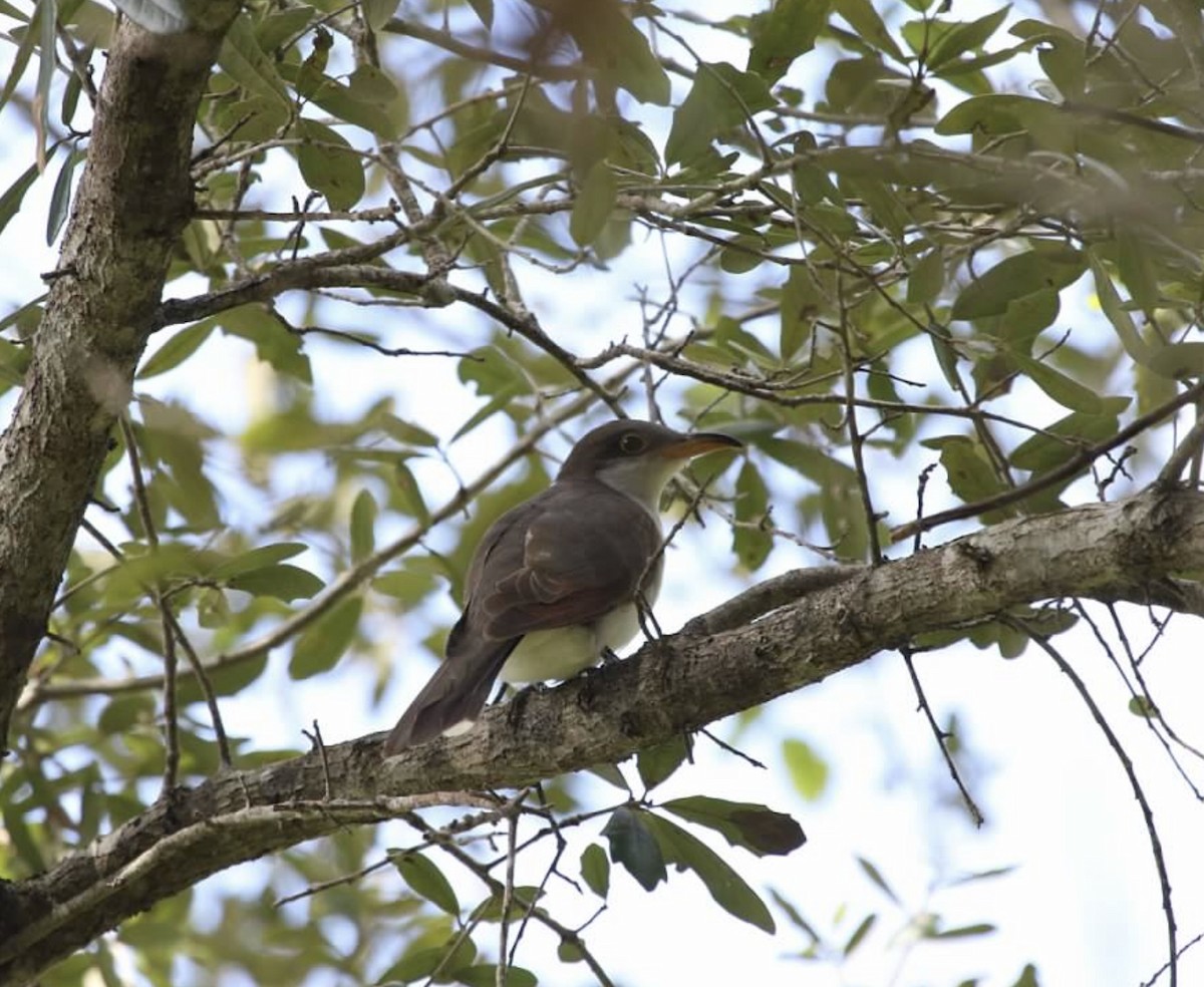 eBird Checklist 30 Oct 2019 Orchid/Cypress Hammock Park 13 species