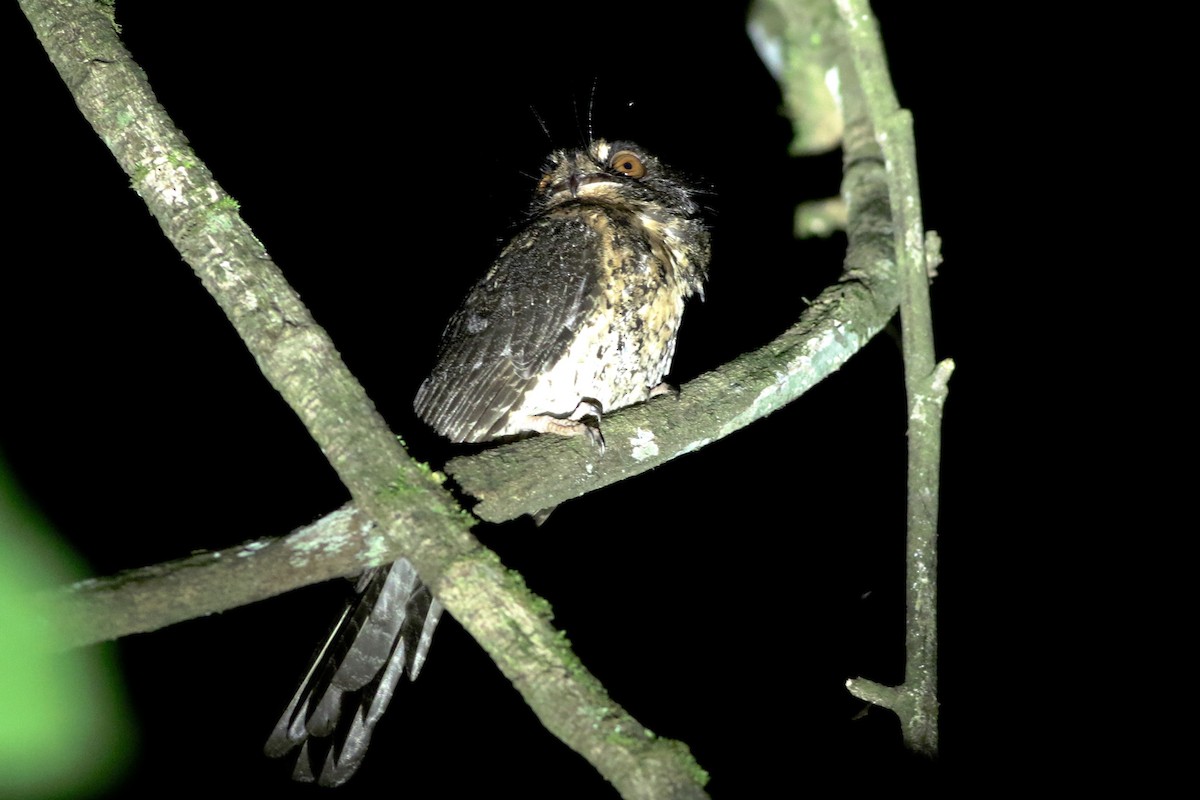 Wallace's Owlet-nightjar - Chris Wiley