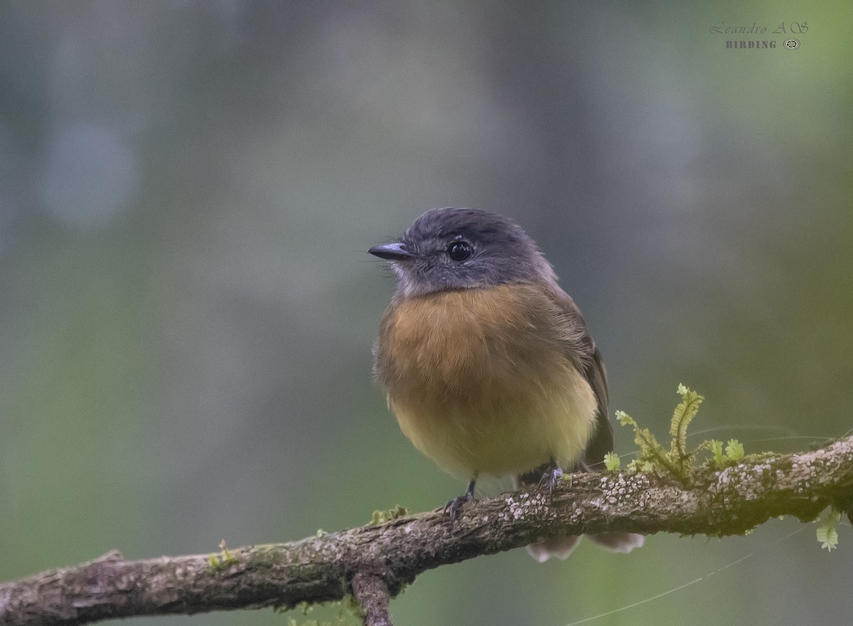 Tawny-chested Flycatcher - Leandro Arias