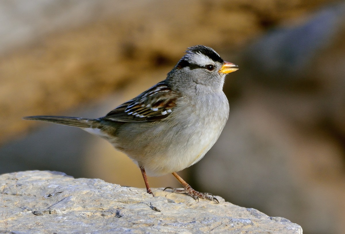 White-crowned Sparrow - ML185092681