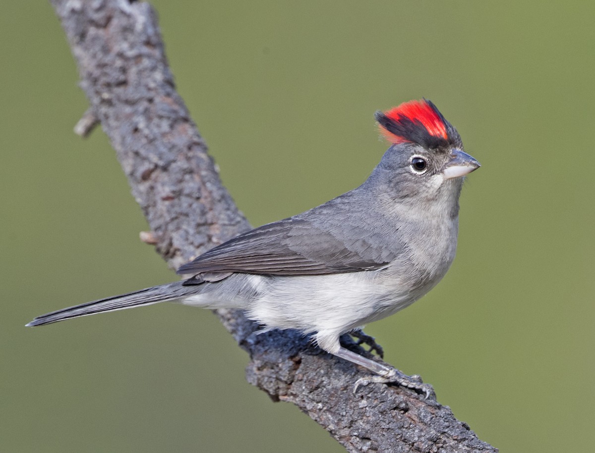 Pileated Finch - ML185096651