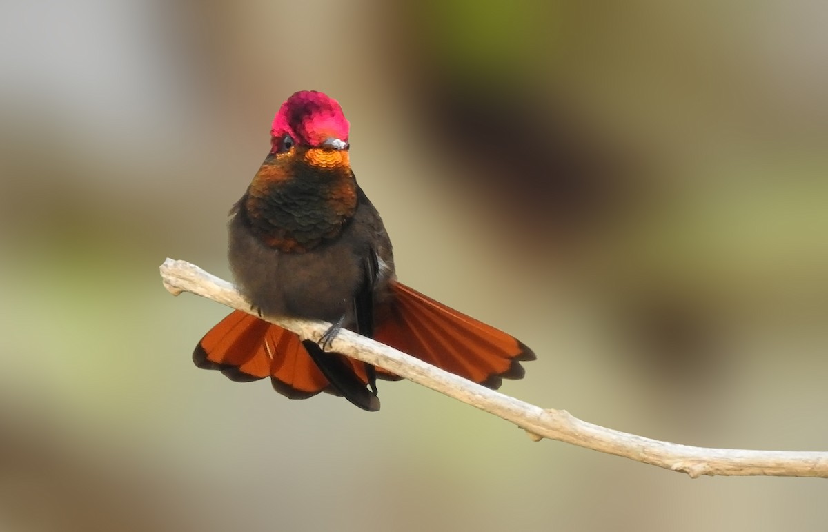 Ruby-topaz Hummingbird - Estevão Freitas Santos