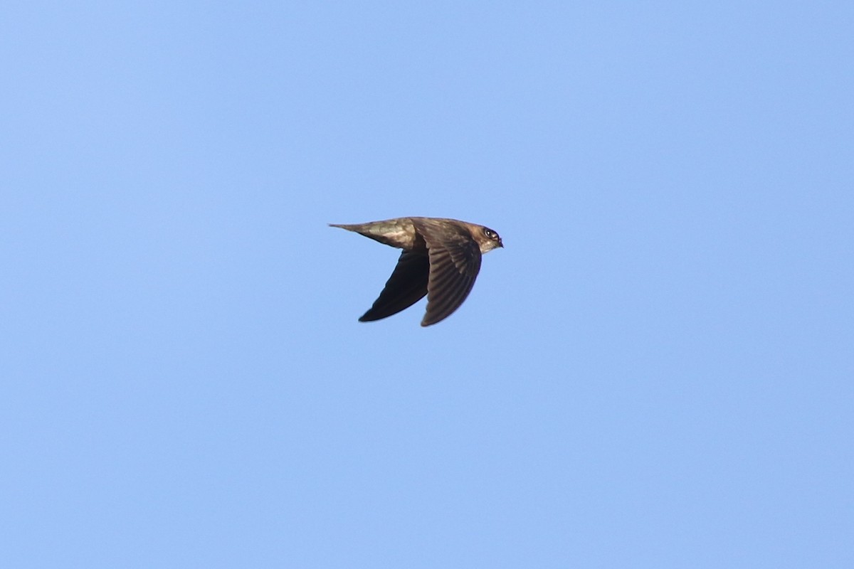 Papuan Spinetailed Swift - ML185100311