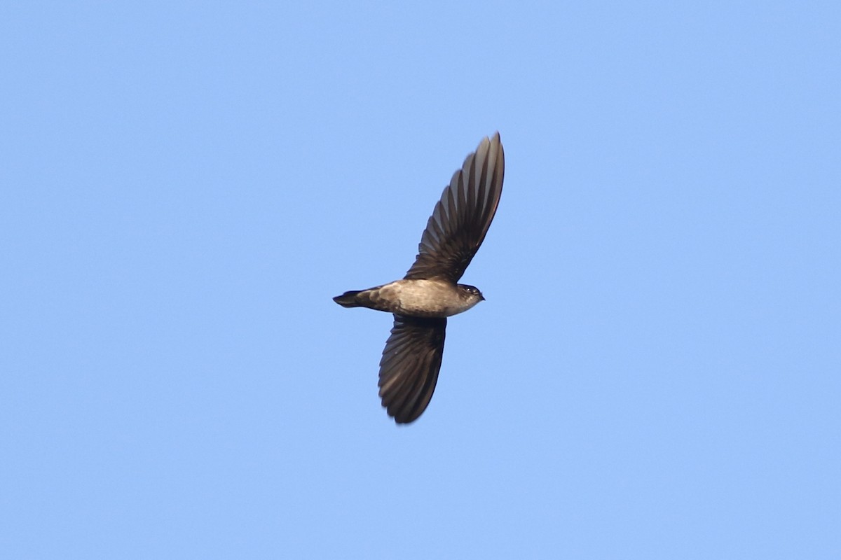 Papuan Spinetailed Swift - ML185100321