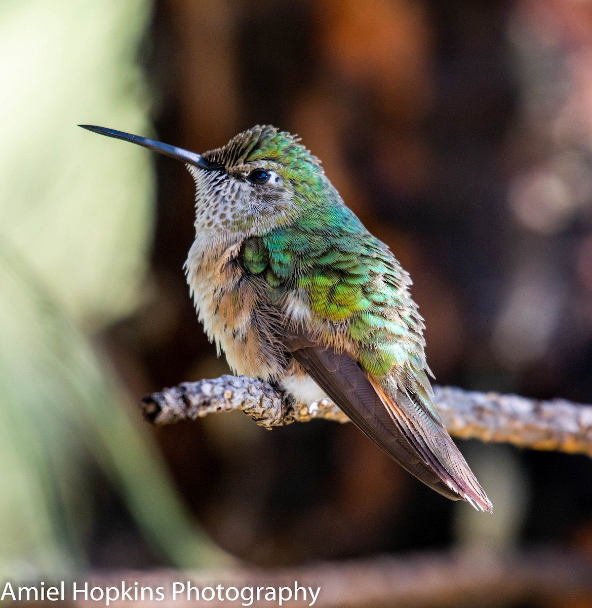 Broad-tailed Hummingbird - ML185102081
