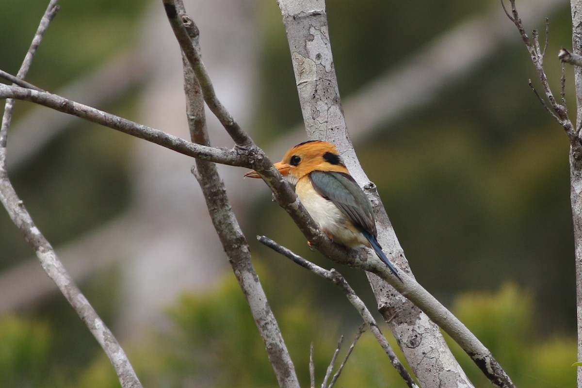 Yellow-billed Kingfisher - ML185103031