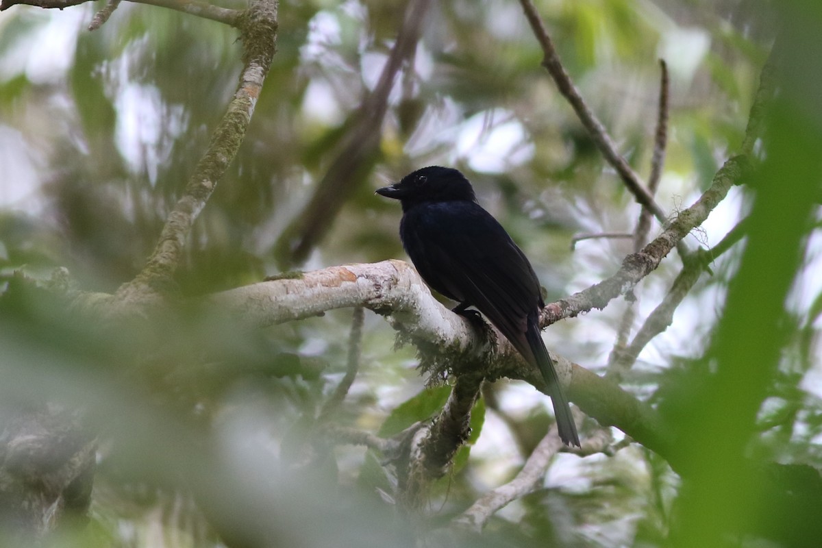 Drongo Fantail - Chris Wiley