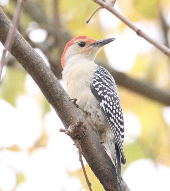 Red-bellied Woodpecker - ML185104731