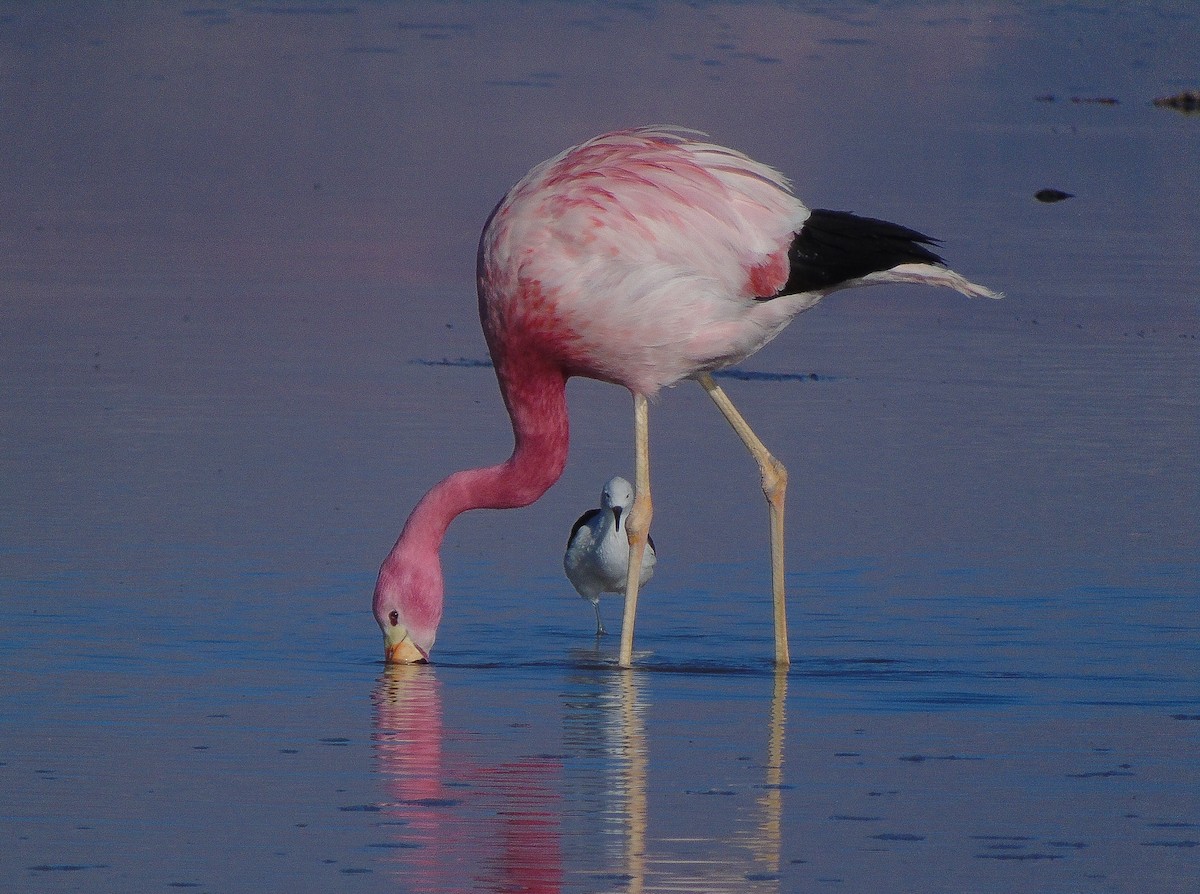 Andean Flamingo - Eric Vieira