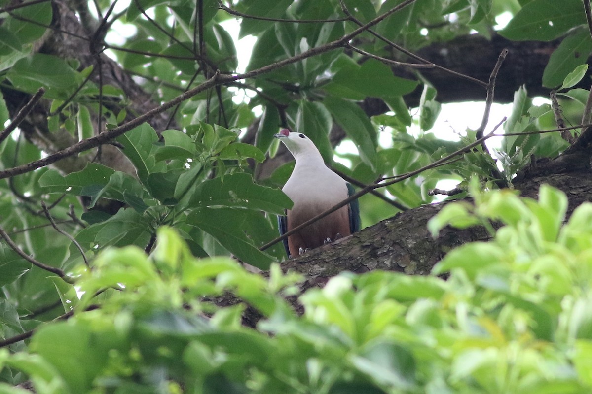 Red-knobbed Imperial-Pigeon - ML185106491
