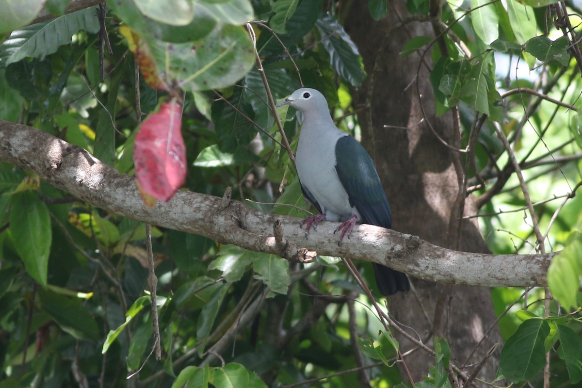 Island Imperial-Pigeon - ML185107541