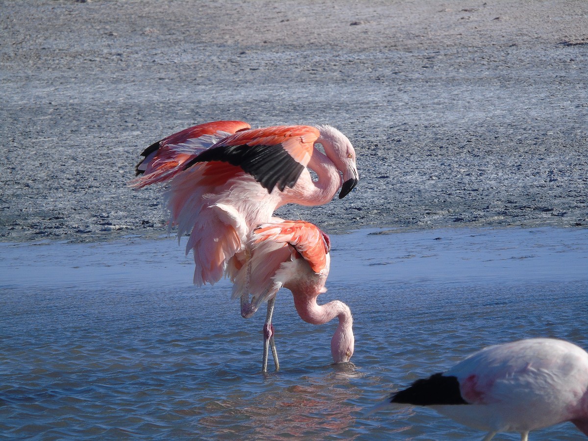 Şili Flamingosu - ML185107981