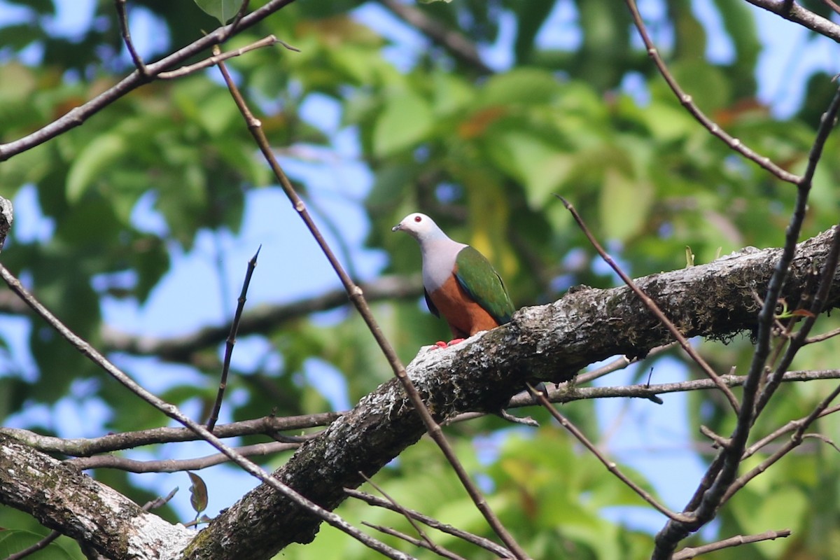 Finsch's Imperial-Pigeon - Chris Wiley