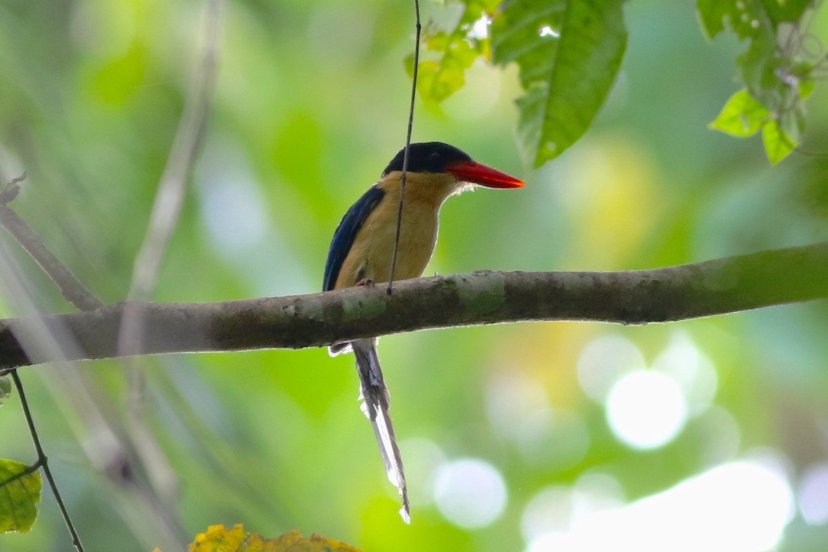 Black-capped Paradise-Kingfisher - Chris Wiley