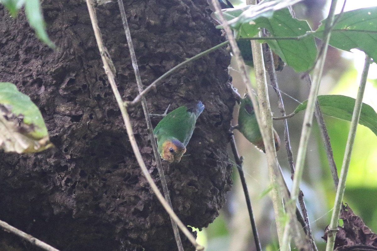 Buff-faced Pygmy-Parrot - Chris Wiley