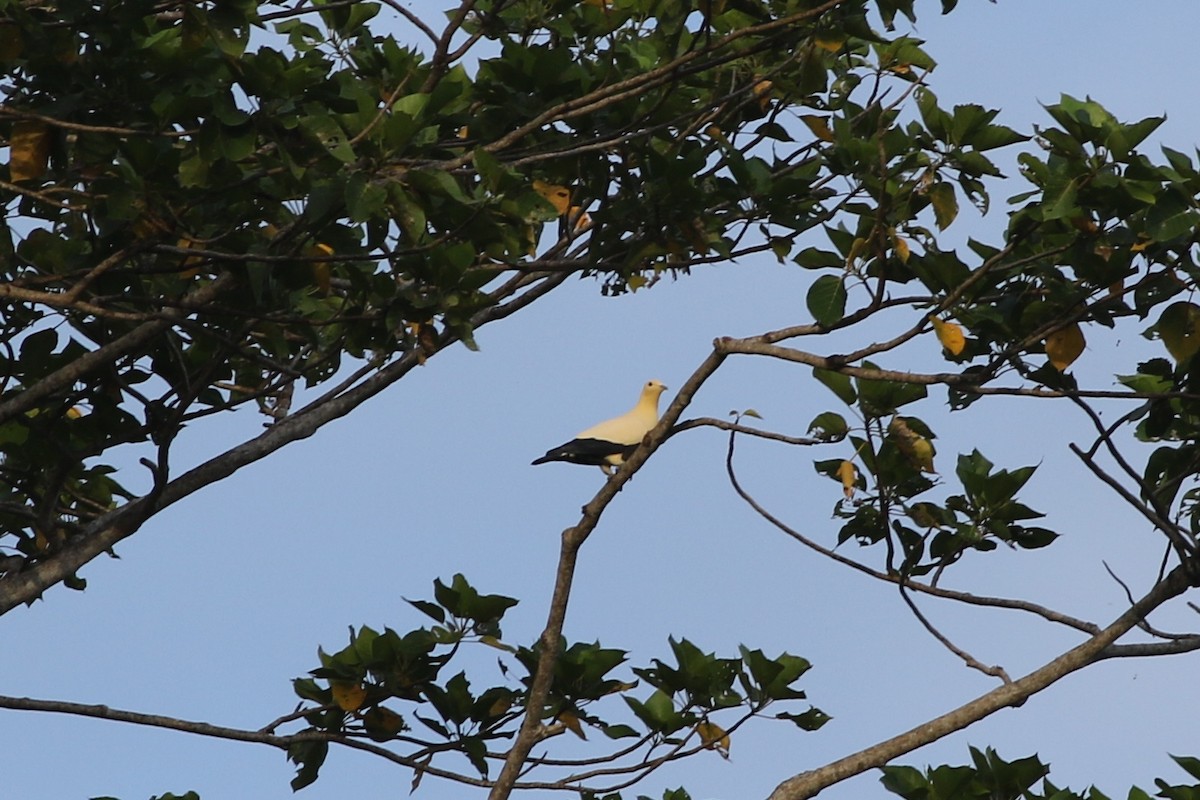 Желтоватый плодовый голубь - ML185112231