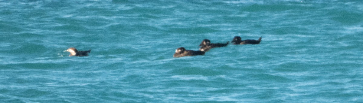 Long-tailed Duck - ML185115991