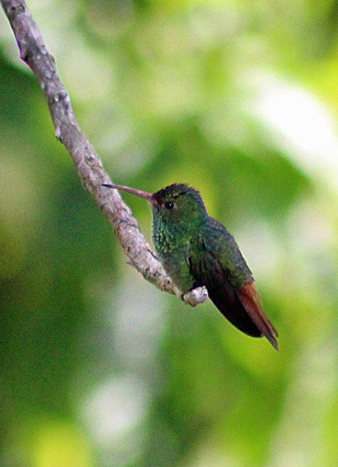 Rufous-tailed Hummingbird - ML185124461