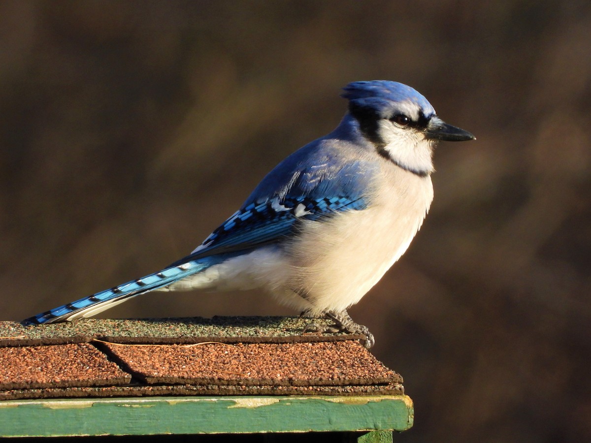 eBird Checklist 24 Oct 2019 Culkin Rest Area 7 species