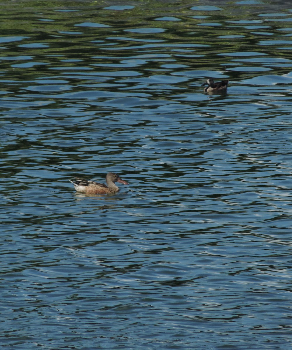 Blue-winged Teal - ML185129861