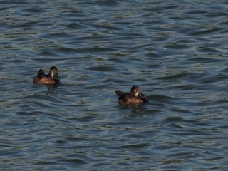 Ring-necked Duck, ML185130261