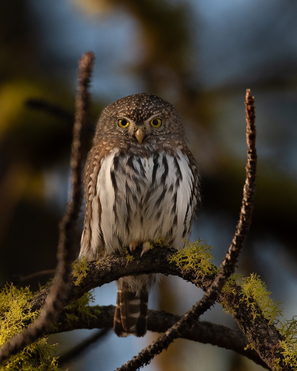 Northern Pygmy-Owl - Michael Roper