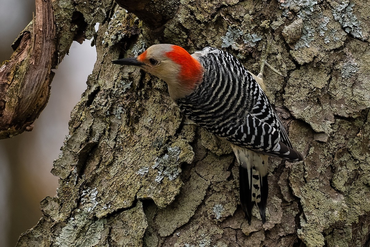 Red-bellied Woodpecker - Don Danko