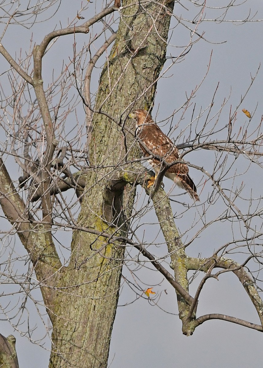 Red-tailed Hawk - Kevin Murphy