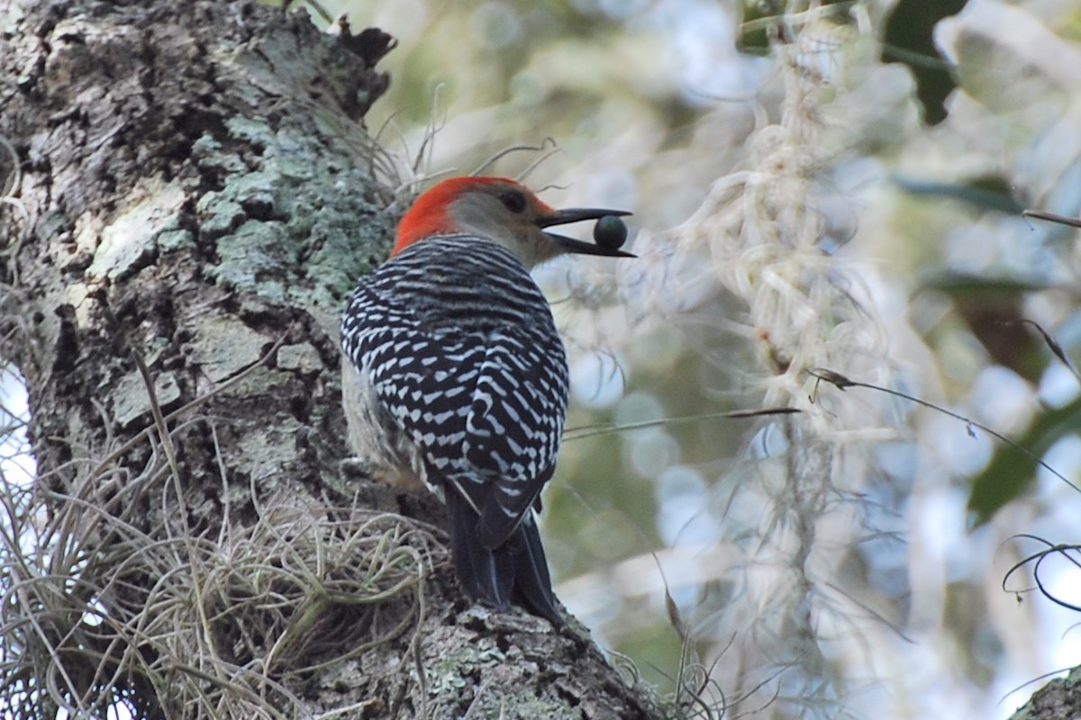 Red-bellied Woodpecker - ML185137921