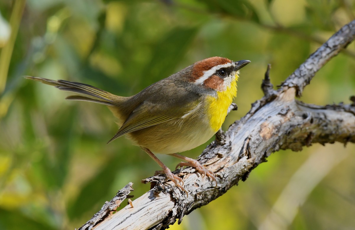 Rufous-capped Warbler - ML185141941