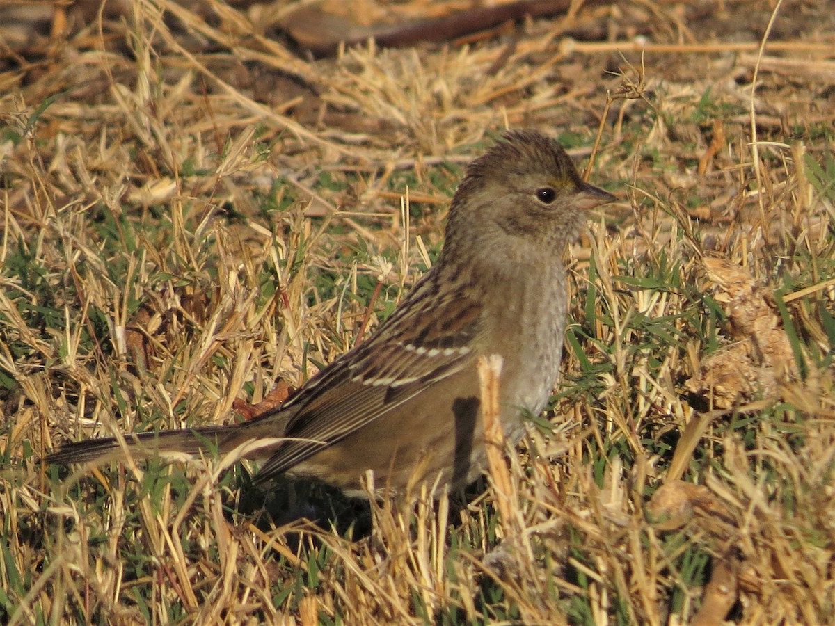 Golden-crowned Sparrow - Rick Saxton
