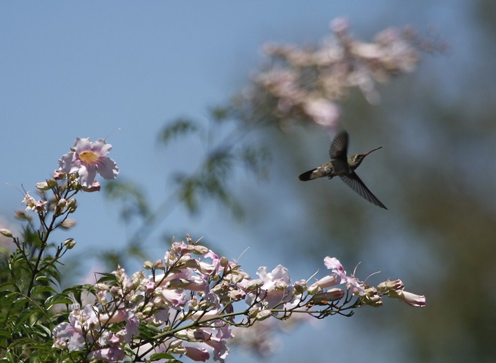 Dusky Hummingbird - Bill Hubick