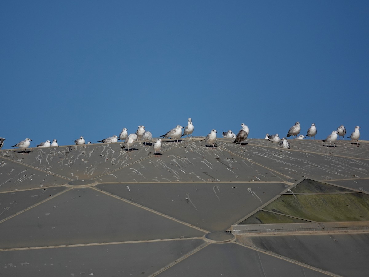 California Gull - Norman Uyeda