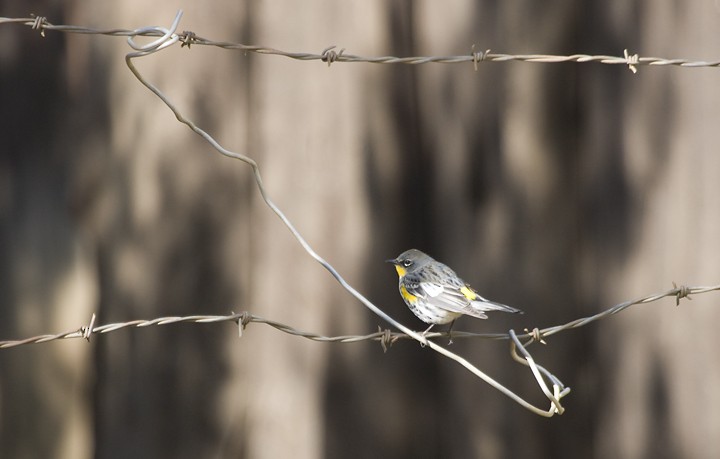 Yellow-rumped Warbler (Audubon's) - ML185147201