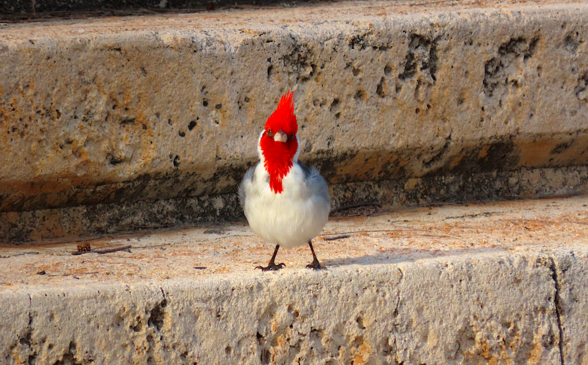 Red-crested Cardinal - Ted Floyd