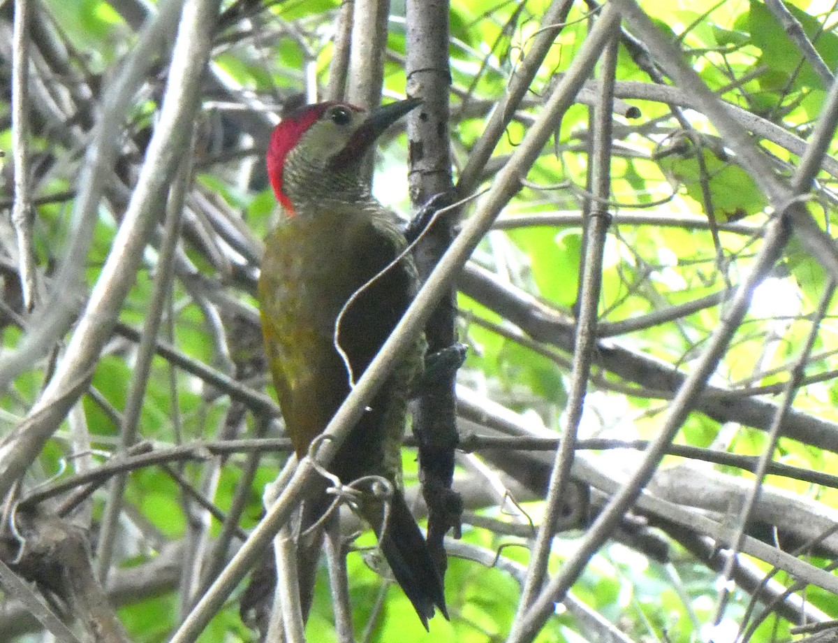 Golden-olive Woodpecker - Aziza Cooper