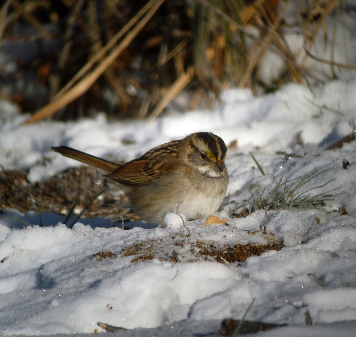 White-throated Sparrow - ML185152901