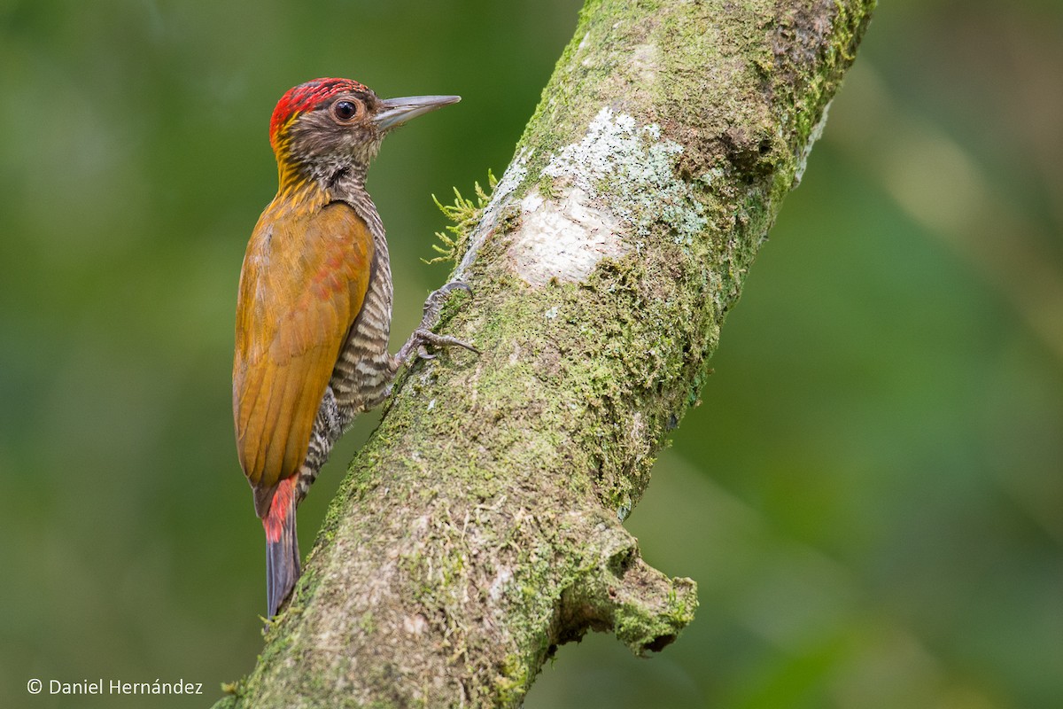 Red-rumped Woodpecker - ML185152941