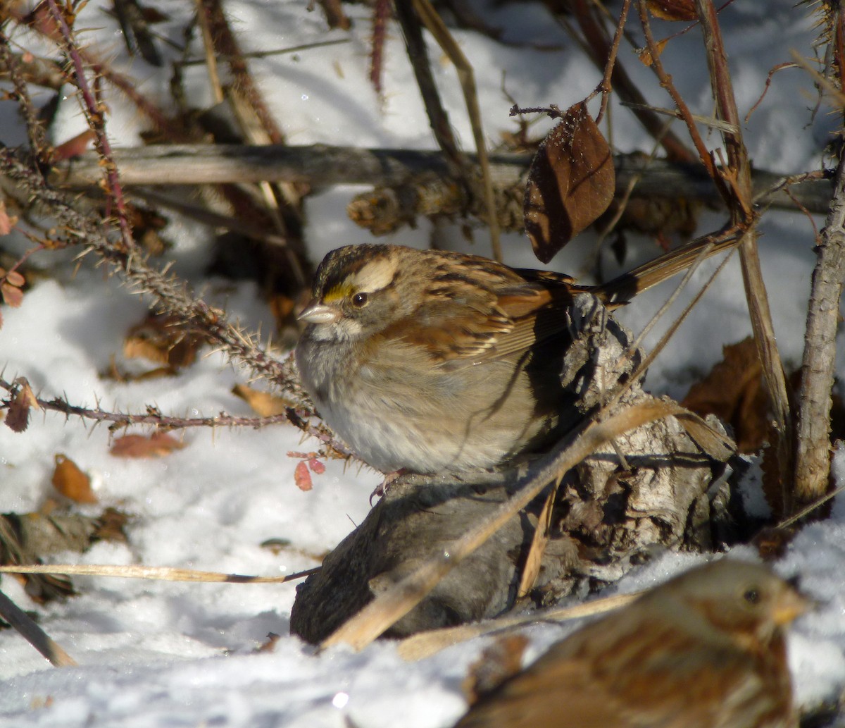 White-throated Sparrow - ML185153001
