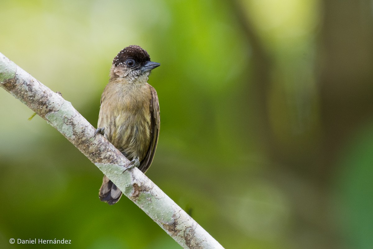 Olivaceous Piculet - ML185153371