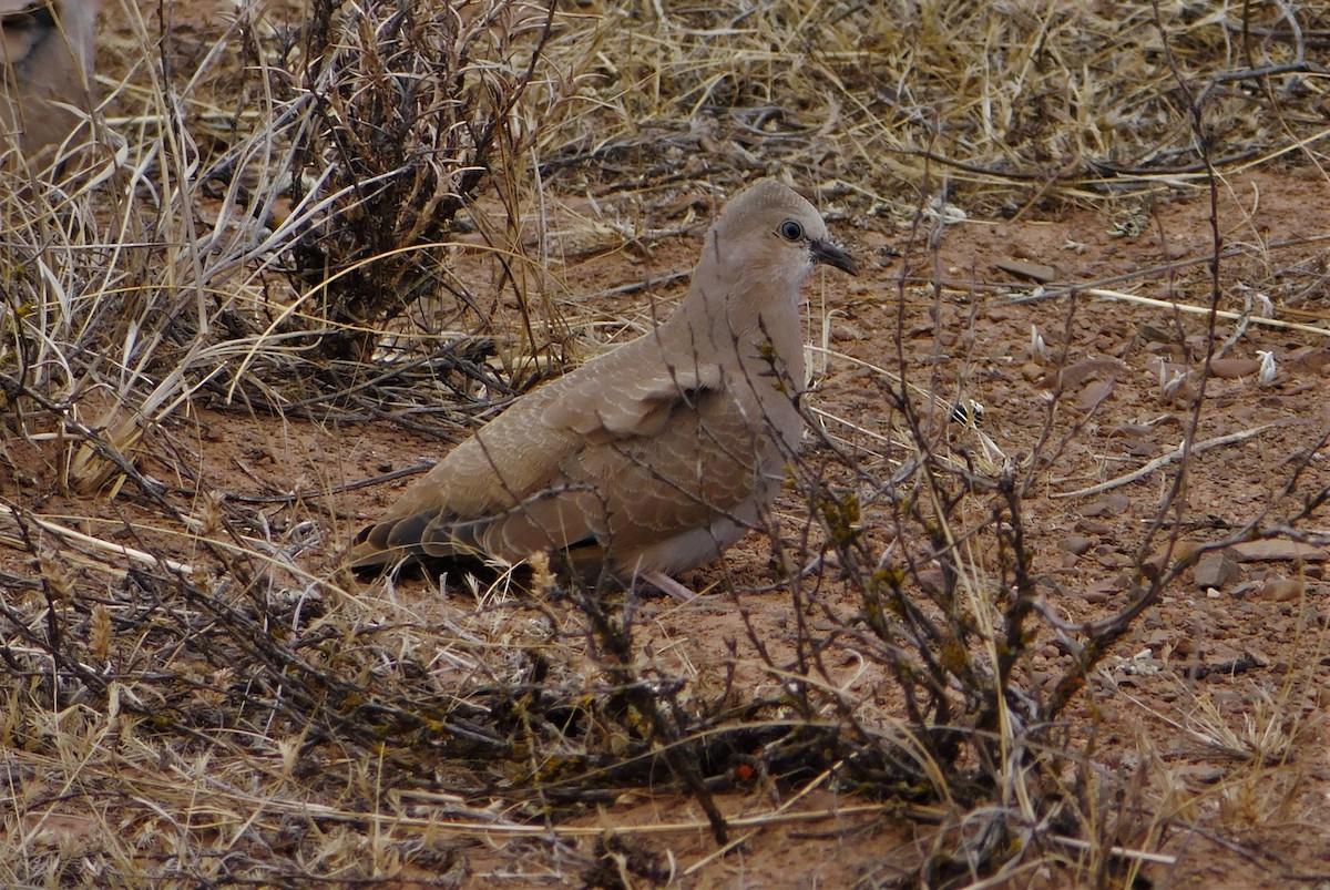 Golden-spotted Ground Dove - Nicolás Bejarano