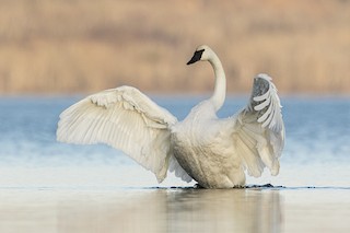 Trumpeter Swan, ML185153731