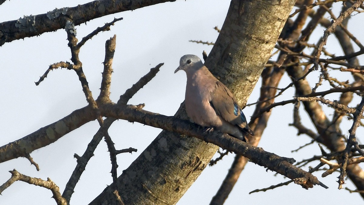 Emerald-spotted Wood-Dove - ML185155401