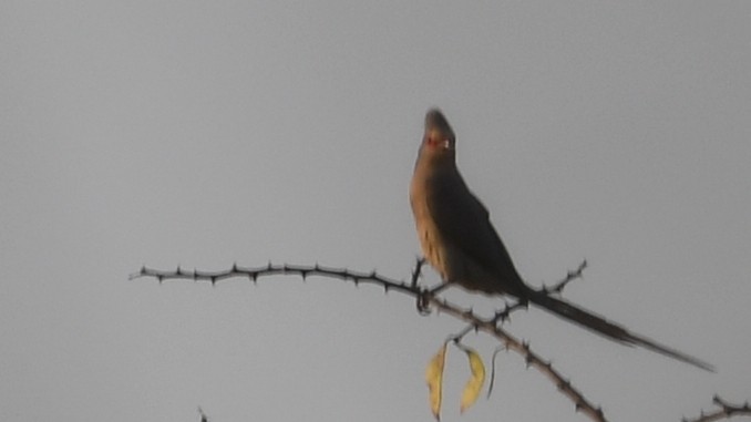 Red-faced Mousebird - ML185155941